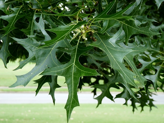 {Quercus texana}